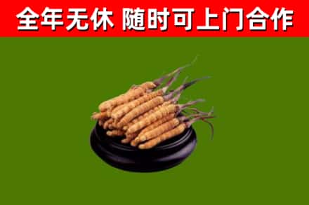 府谷县回收冬虫夏草
