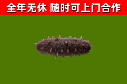 府谷县回收海参干